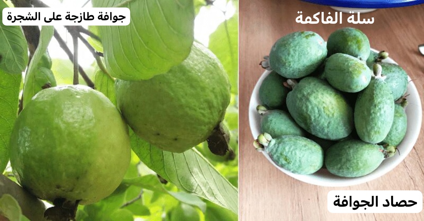 كيفية الاستمتاع بالجوافة يوميًا لدعم صحة عينيك بشكل طبيعي: نصائح ووصفات بسيطة