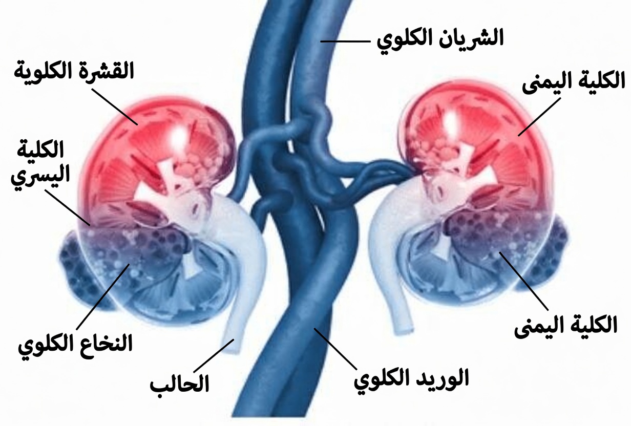 اكتشف عادات يومية بسيطة يمكن أن تدعم صحة كليتيك بشكل طبيعي وتعزز عافيتك اليومية