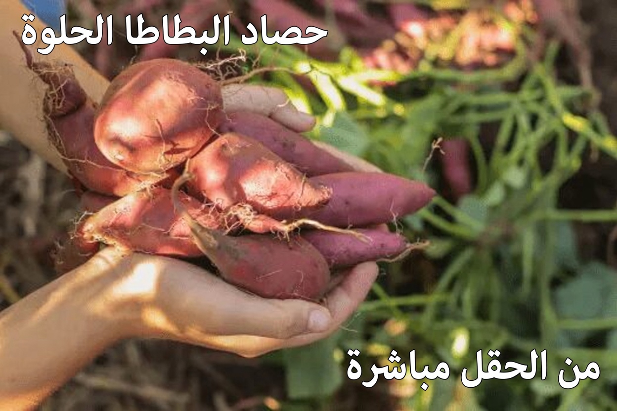 ما أفضل الأطعمة الطبيعية التي ينبغي تناولها يوميًا بعد سن الخمسين لمزيد من الطاقة والحيوية؟