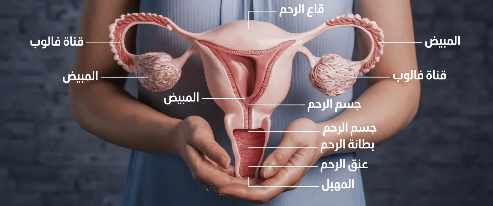 ما يجب أن تعرفه كل امرأة عن أعراض بطانة الرحم المهاجرة وأسبابها ونصائح عملية لنمط حياة أفضل ليوميات أفضل