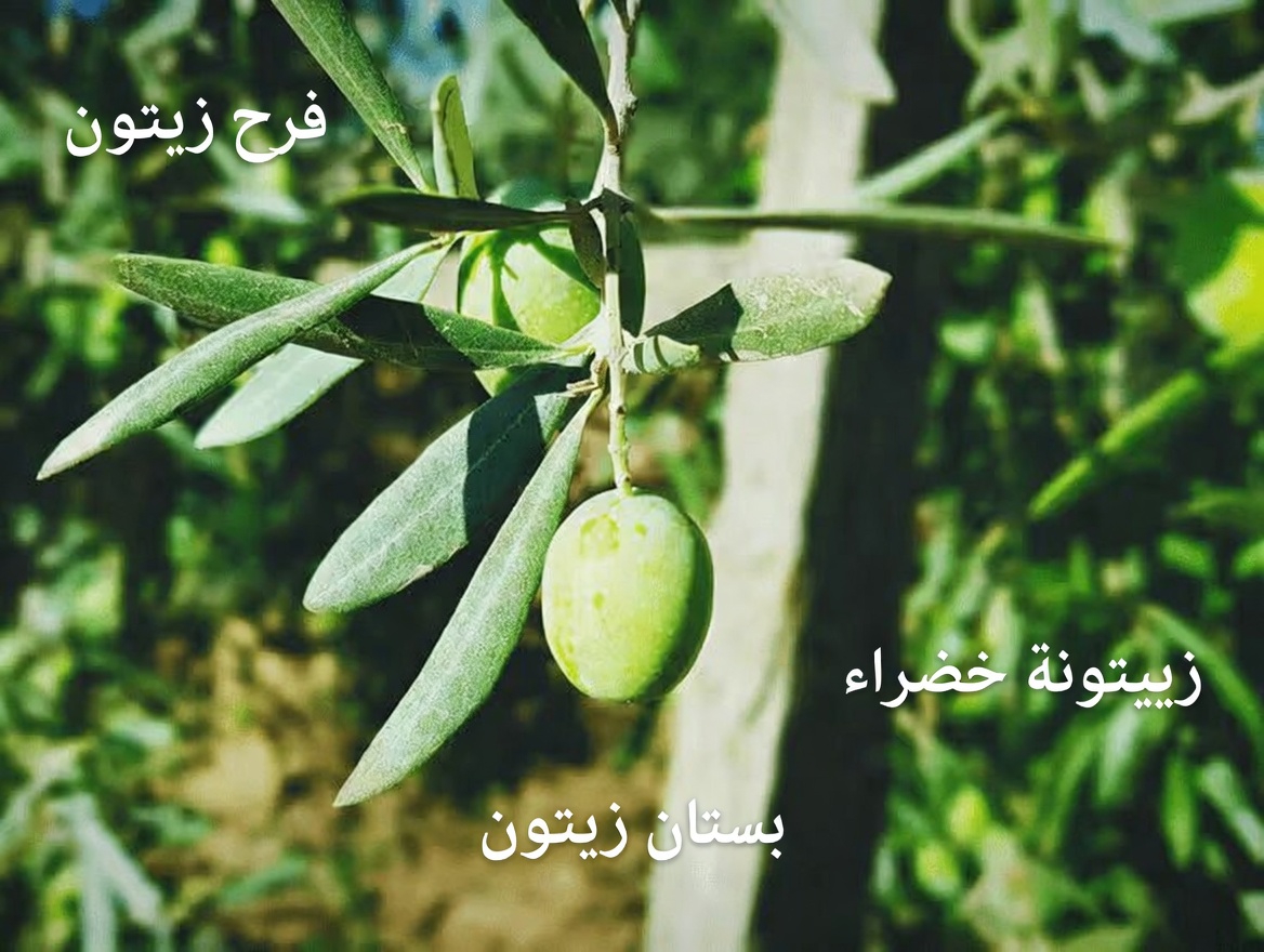 كيف يمكن لورق الزيتون أن يدعم صحة قلبك وروتين عافيتك: 5 نصائح سهلة للتجربة