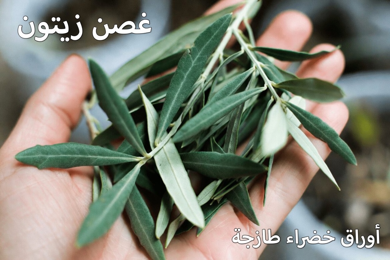 هذه الورقة القوية قد تساعد في مكافحة السرطان – لماذا لا يتحدث عنها أحد؟