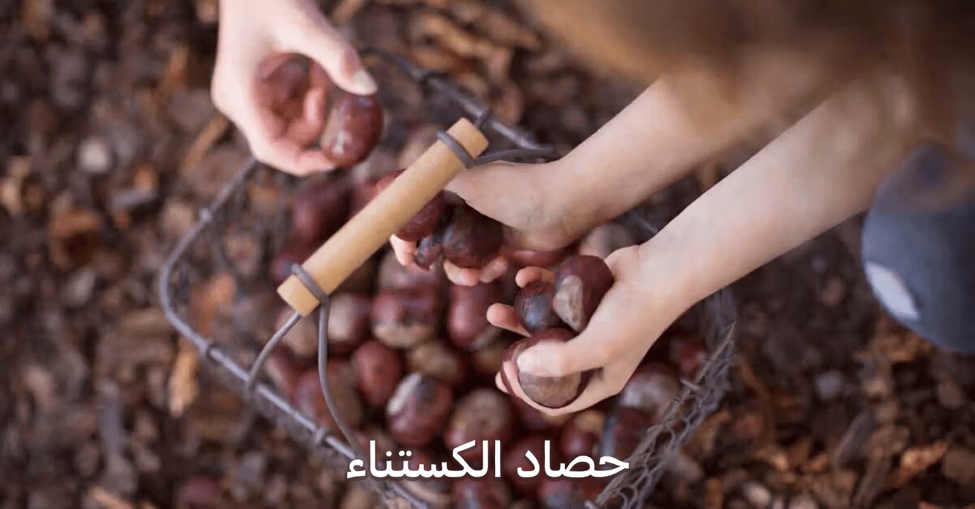 اكتشف أكثر 5 أعشاب شيوعًا التي تدعم صحة الدورة الدموية في الساقين وما الذي ينبغي أن تعرفه أولًا