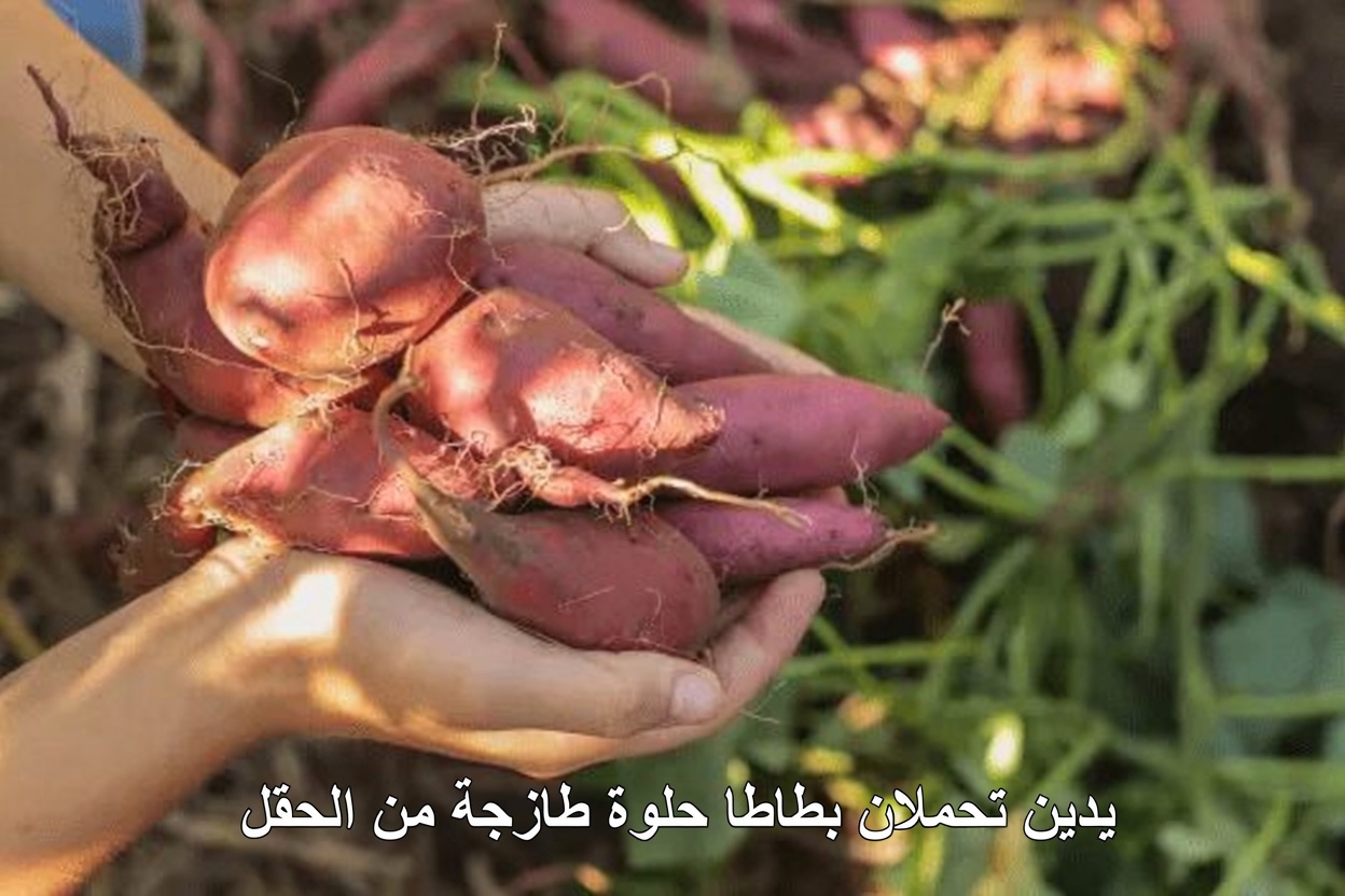 ما هي أفضل الأطعمة الطبيعية التي يجب تناولها يوميًا بعد سن الخمسين لمزيد من الطاقة والحيوية؟