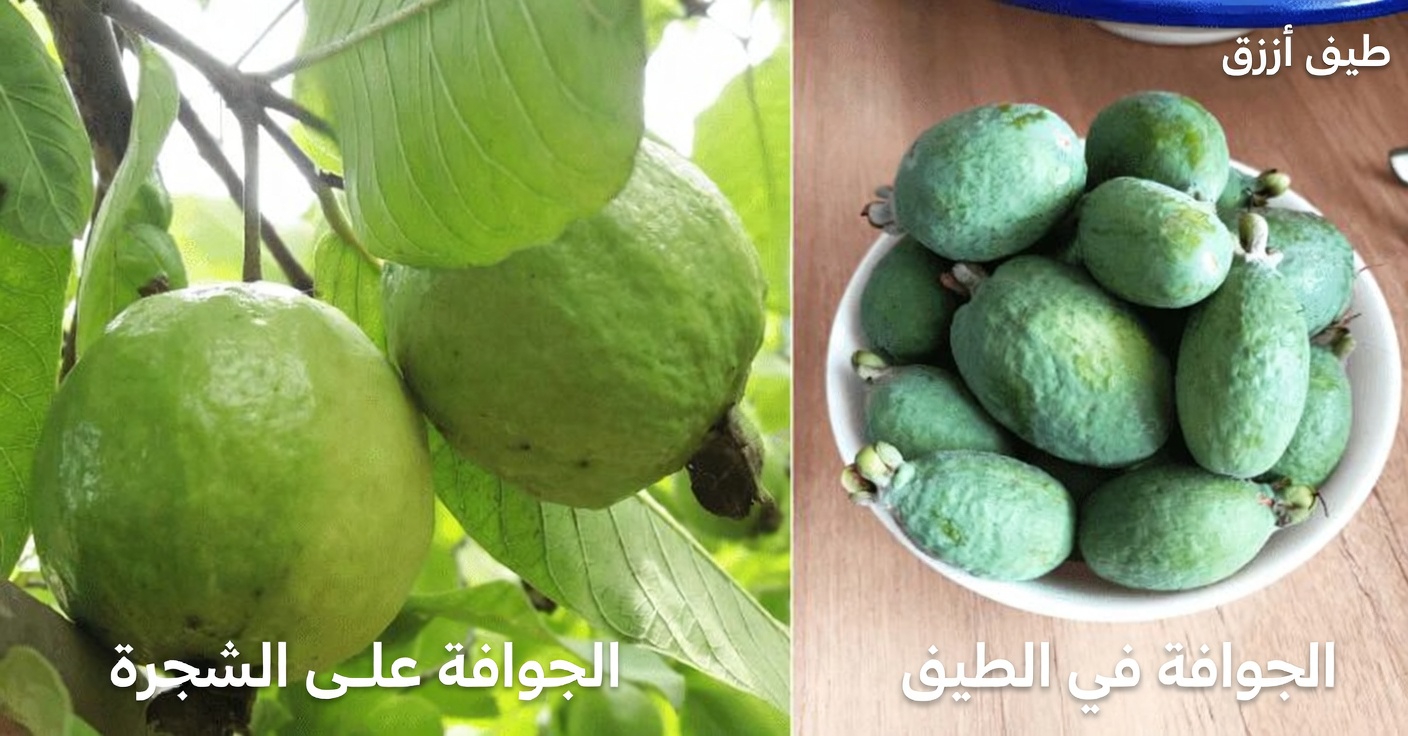 كيفية الاستمتاع بالجوافة يوميًا لدعم صحة عينيك طبيعيًا: نصائح ووصفات بسيطة