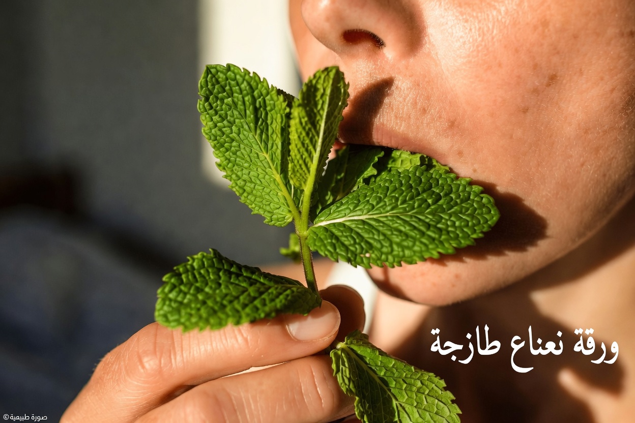 هل يمكن لمضغ أوراق النعناع الطازجة قبل النوم أن يدعم ذاكرتك مع التقدم في السن؟