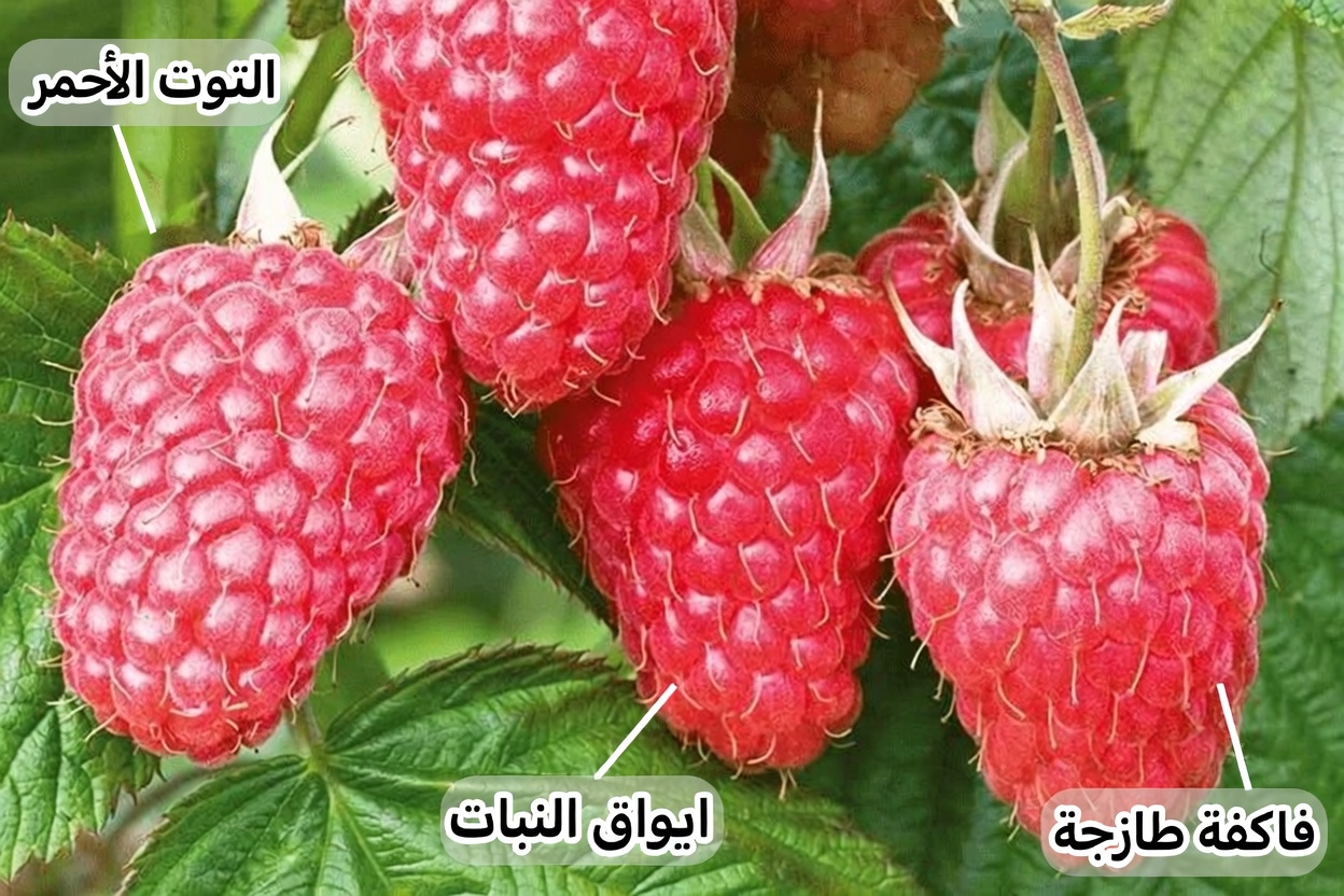 هل تجعلك الجلطات الدموية تتصبب عرقًا؟ هذه الفواكه الثماني هي القوى الطبيعية الفعّالة في جسمك لإدارة الجلطات الدموية!