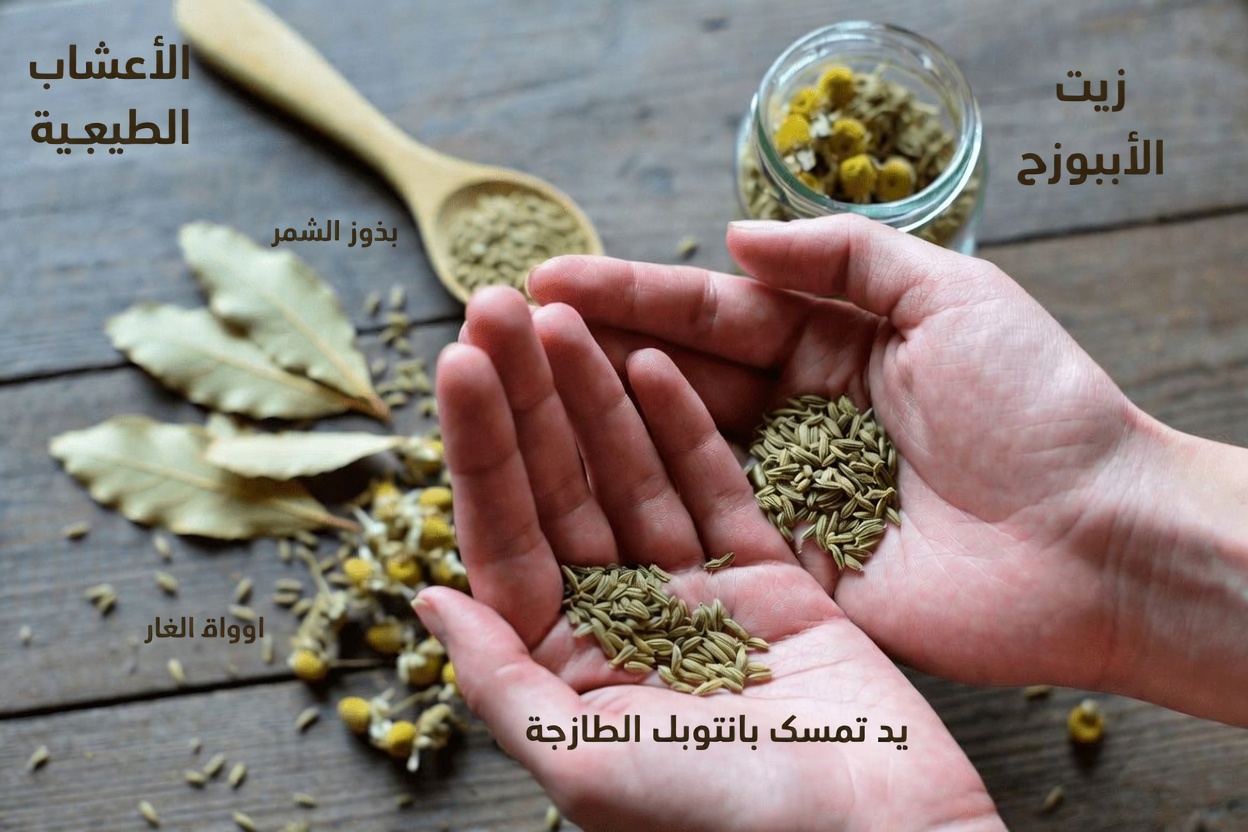 اكتشف كيف تدعم أوراق الغار والبابونج وبذور الشمر مستويات صحية للسكر في الدم وضغط الدم والدورة الدموية بشكل طبيعي