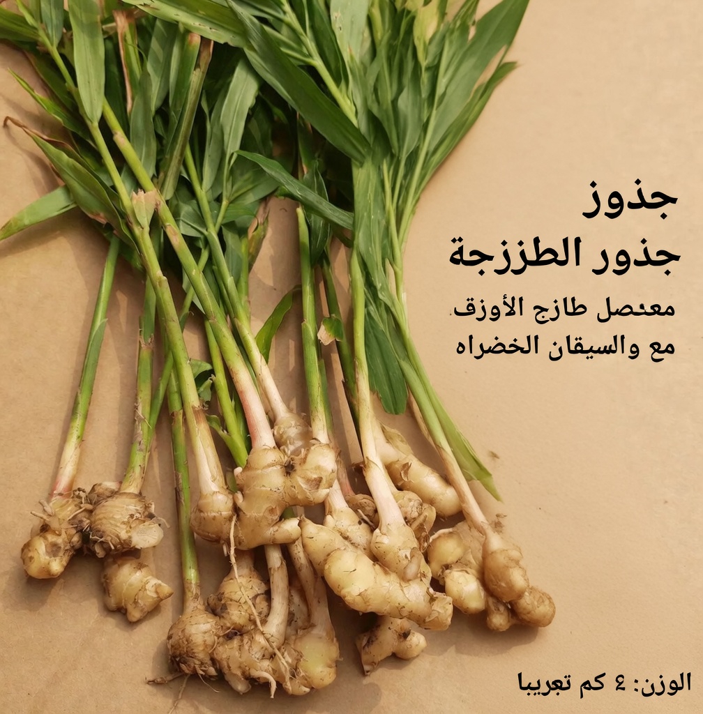 اكتشف 5 أعشاب قوية قد تدعم طبيعيًا تدفق الدم الصحي والدورة الدموية في ساقيك