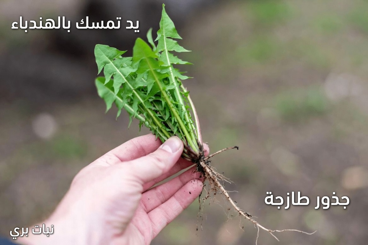 اكتشف عادات طبيعية يومية لدعم صحة المثانة والبروستاتا باستخدام نبات بسيط من حديقتك المنزلية