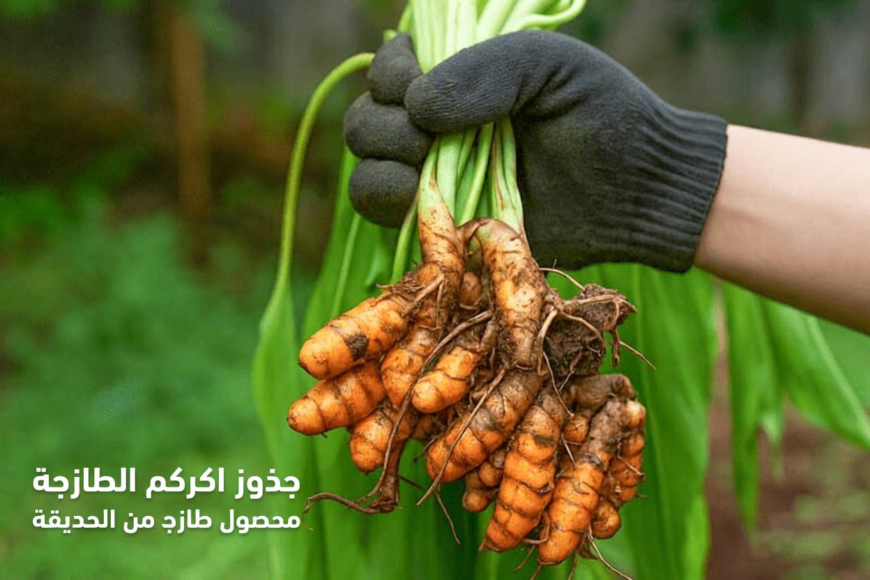 ما الذي يوصي به طبيب عظام يبلغ من العمر 97 عامًا لدعم صحة الركبتين: الطعام الوحيد الذي ينبغي أن تعرفه