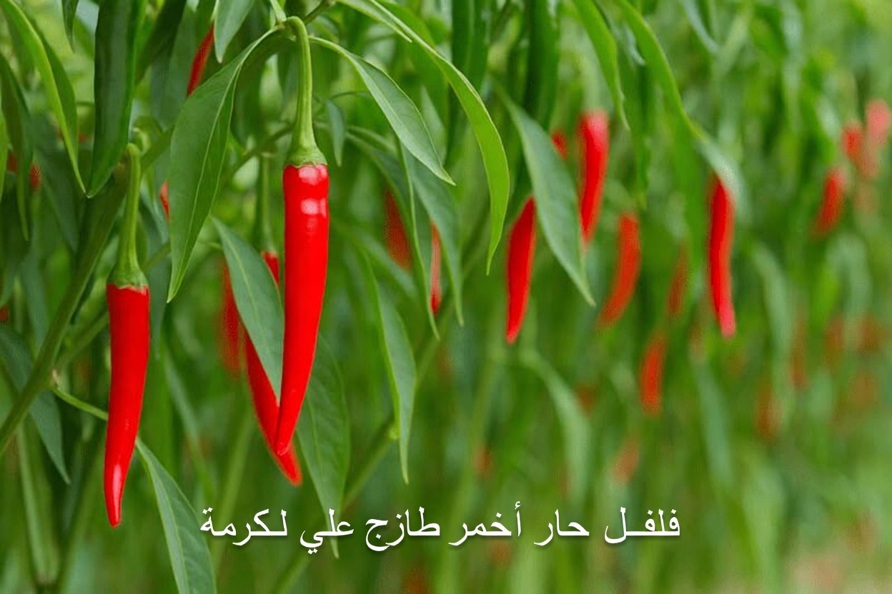 ما يكتشفه كثير من كبار السن عن عادة بسيطة قبل النوم بمقدار ملعقة كبيرة واحدة لدعم الدورة الدموية في الساقين