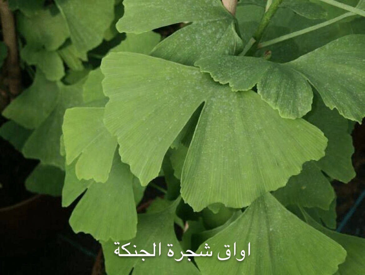 اكتشف أفضل 10 أعشاب طبيعية لدعم تدفق الدم والدورة الدموية المثاليين في ساقيك