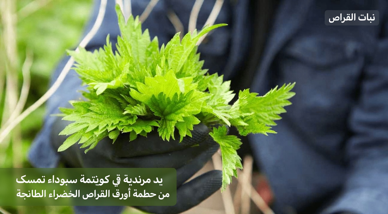 اكتشف 5 أعشاب طبيعية قد تساعد في دعم تدفق الدم الصحي والدورة الدموية في ساقيك