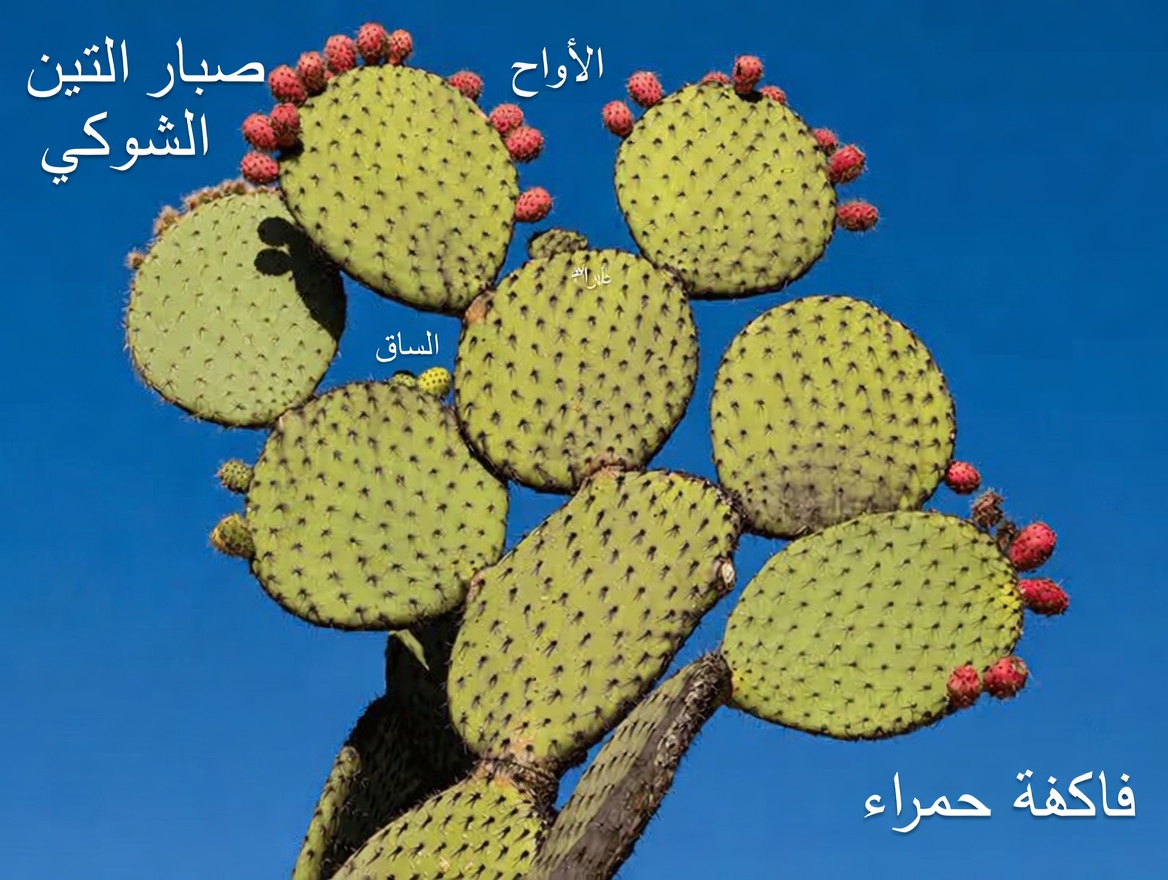 استكشاف صبار النوبال: اكتشف فوائده الغذائية، واستخداماته التقليدية، وطرقًا بسيطة للاستمتاع به