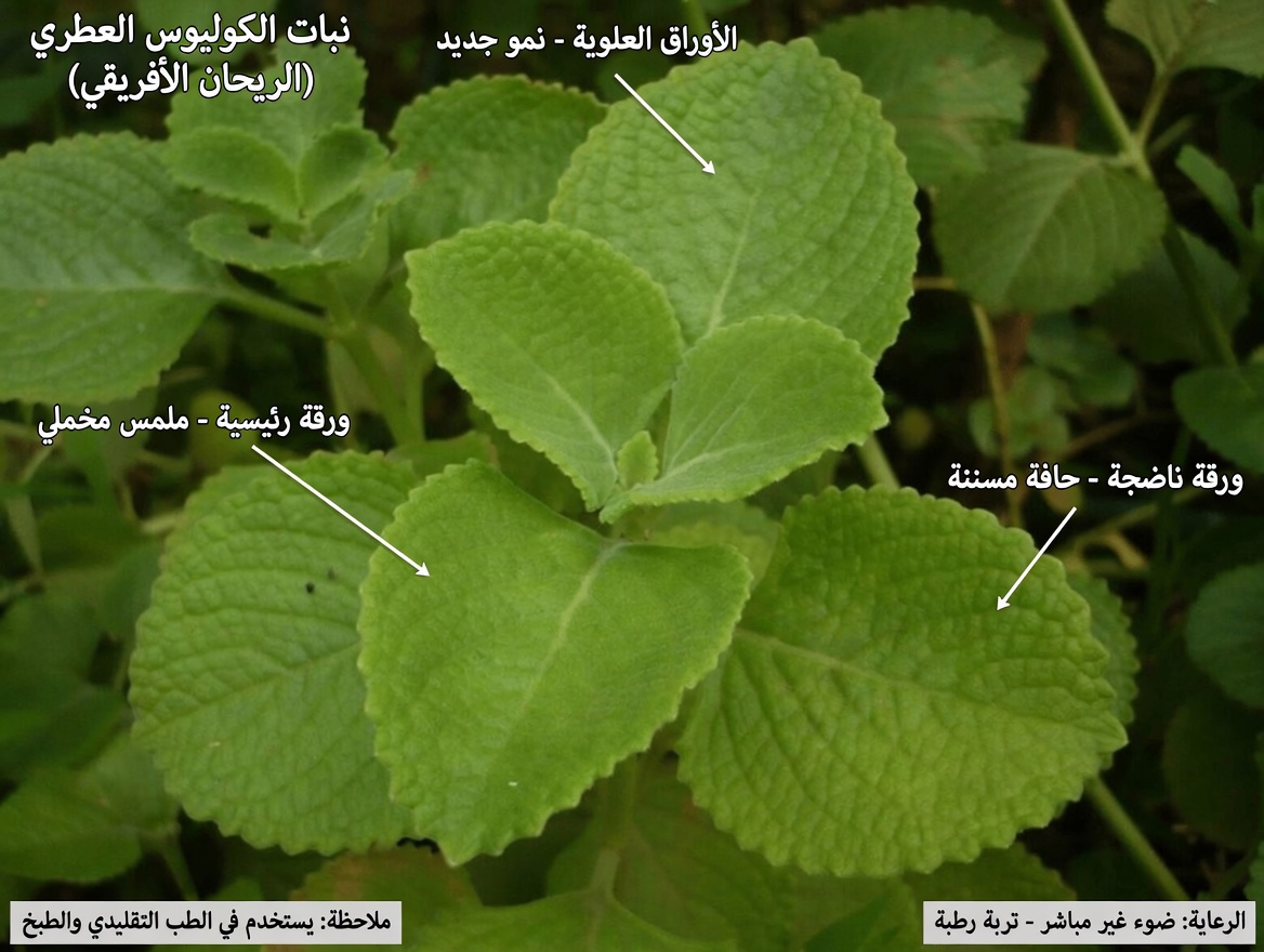 قوة الأوريجانو أوريخون: عشبة تقليدية قد تدعم صحة الكلى والبصر والعافية العامة