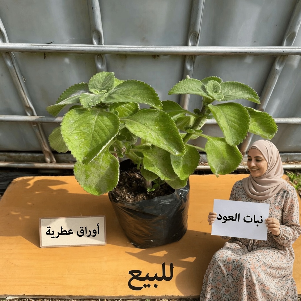 قوة الأوريجانو أوريخون: عشبة تقليدية قد تدعم صحة الكلى والبصر والعافية العامة