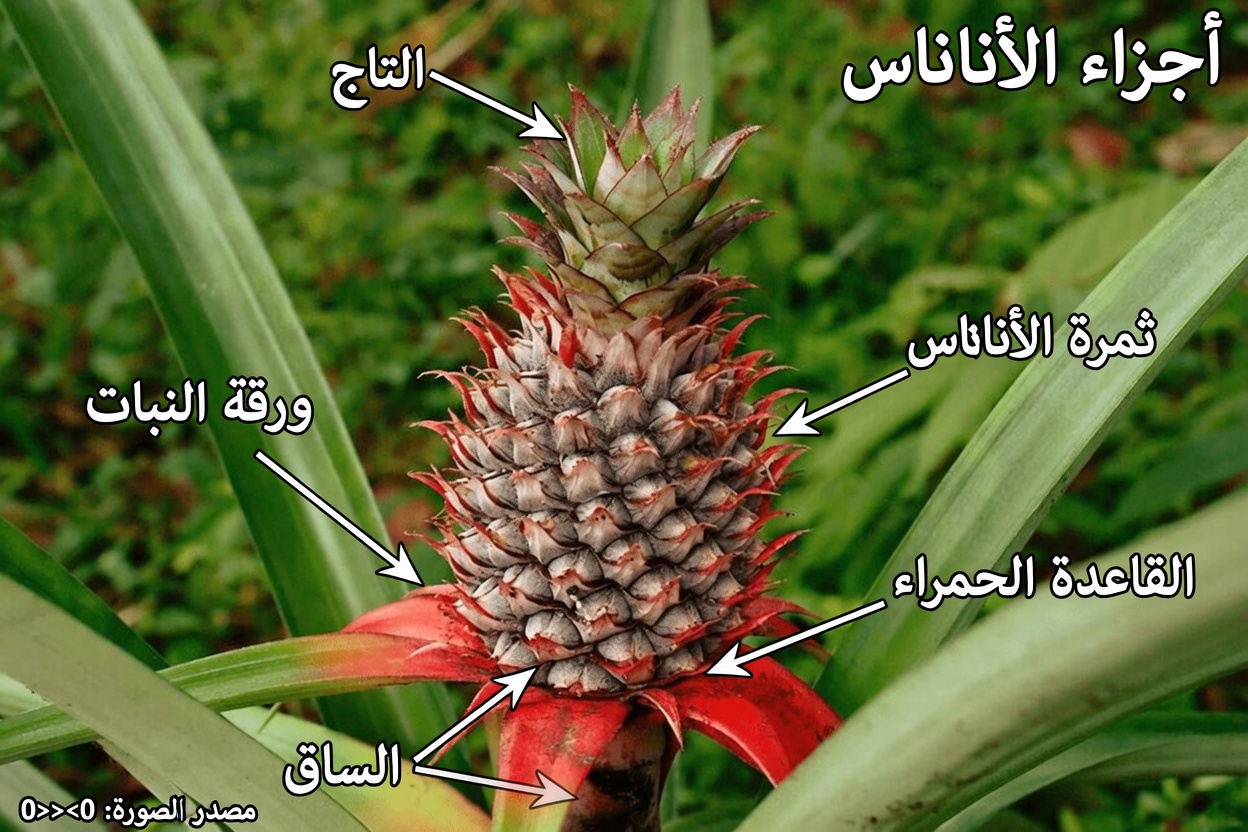كيف قد تساعد إضافة الأناناس إلى وجباتك في دعم هضم البروتين لكبار السن فوق 75 عامًا: 7 عادات مفيدة