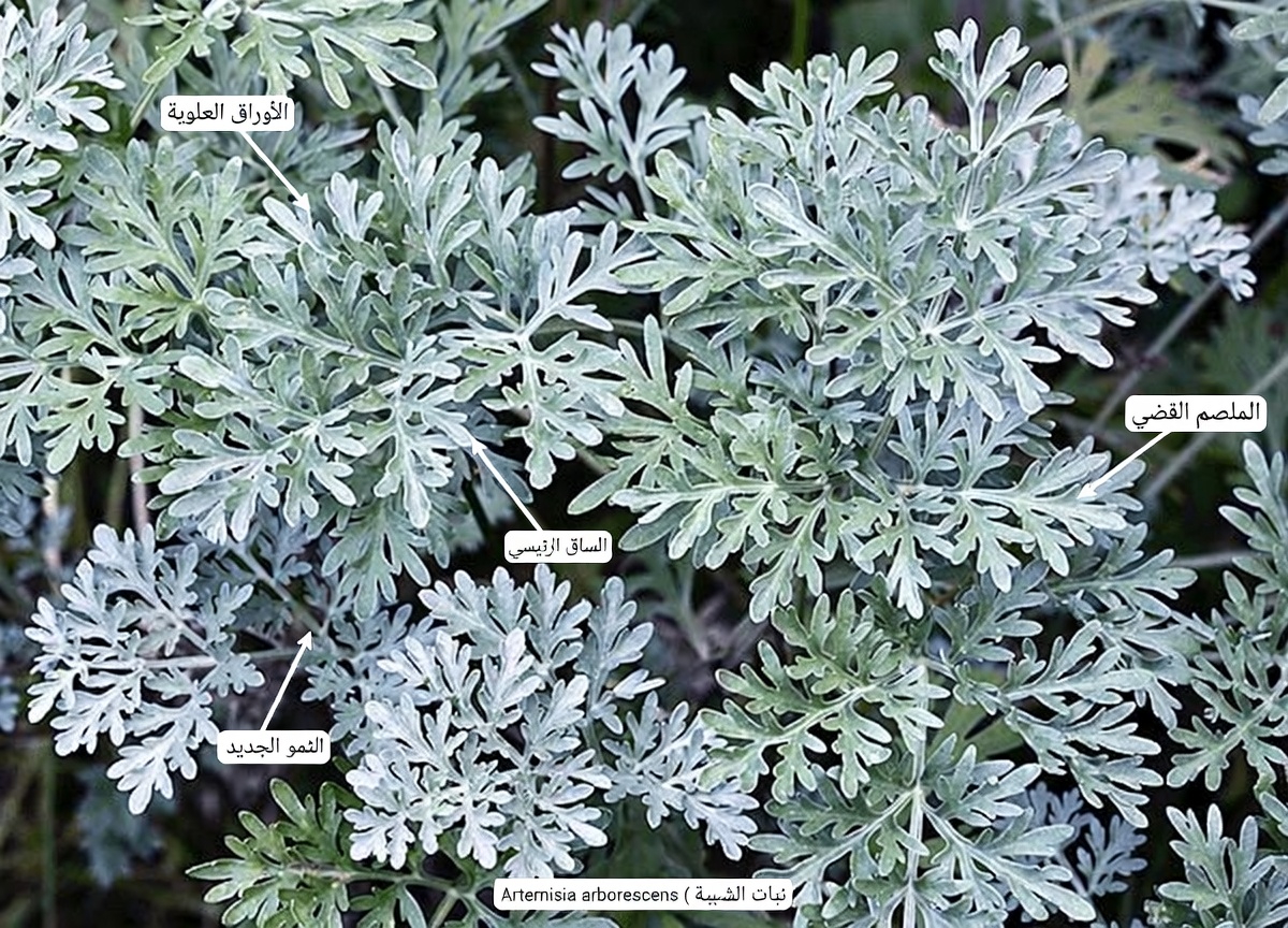 استكشاف الشيح: كيف يُستخدم هذا العشب الخالد تقليديًا لراحة المفاصل، ومقاومة العدوى، والعافية اليومية