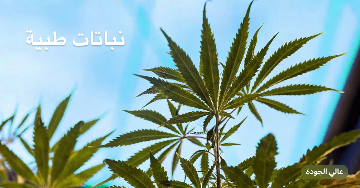 ما الذي تكشفه الأبحاث المخبرية الحديثة عن مركبات القنب وخلايا سرطان المبيض؟
