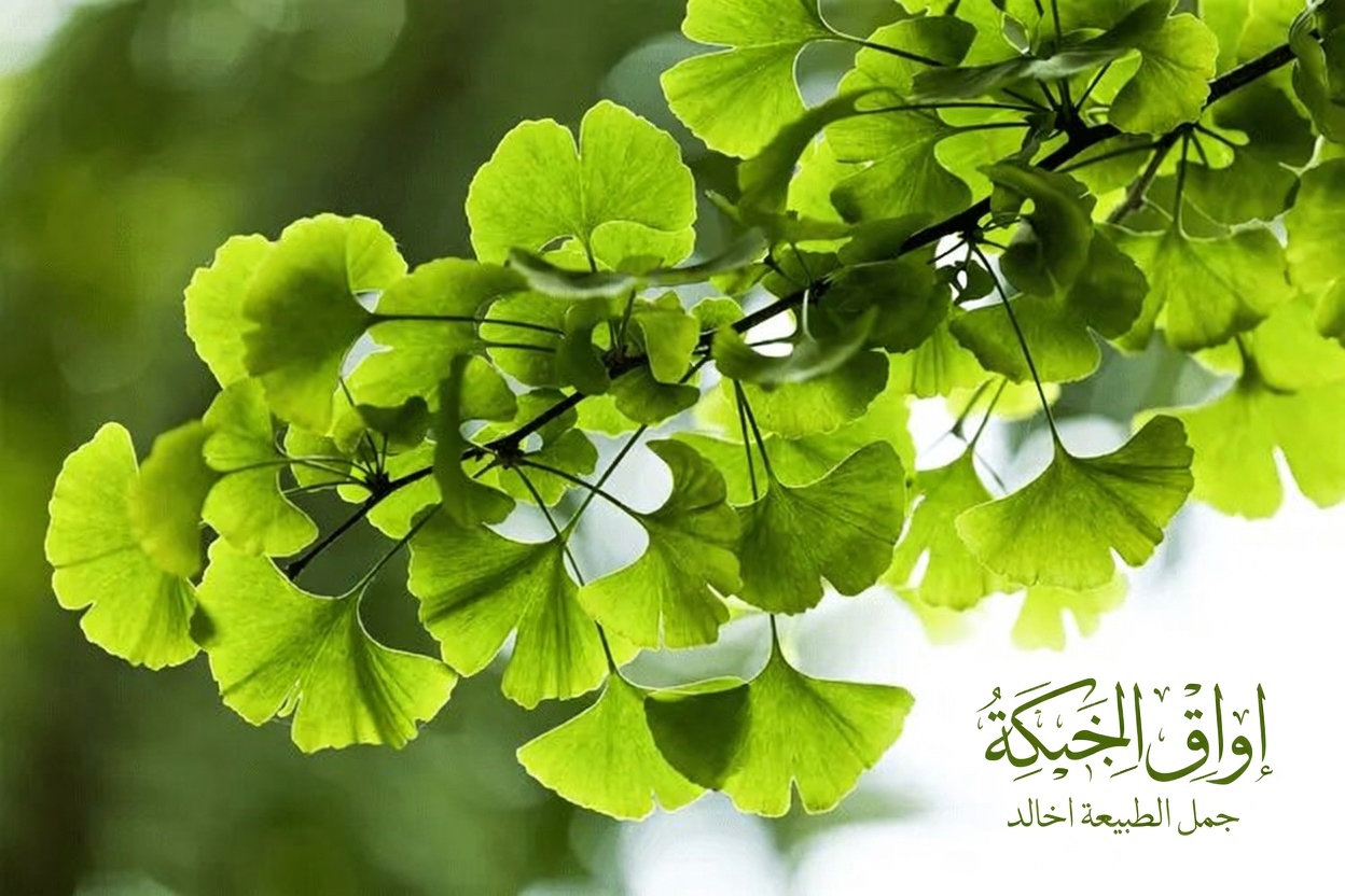 اكتشف 6 أعشاب تقليدية قد تساعد في دعم الدورة الدموية الصحية في ساقيك لراحة أفضل يوميًا