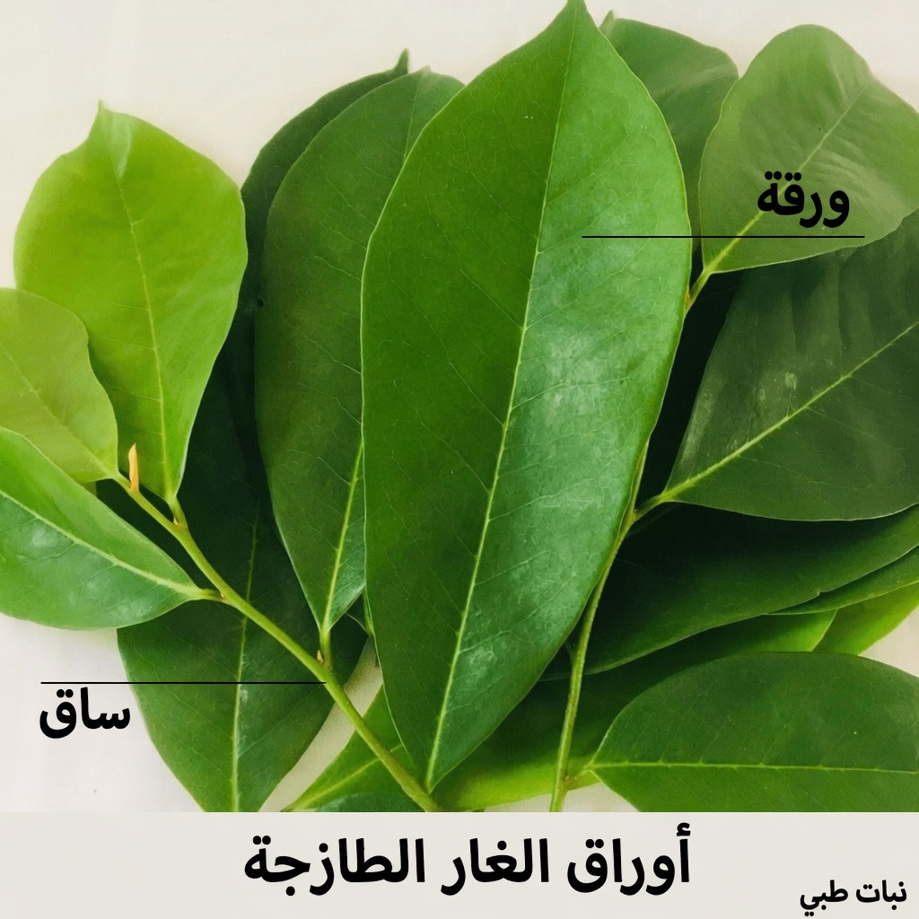 كيف يمكن للرجال دعم صحة البروستاتا طبيعيًا من خلال عادات يومية بسيطة وعلاجات عشبية تقليدية