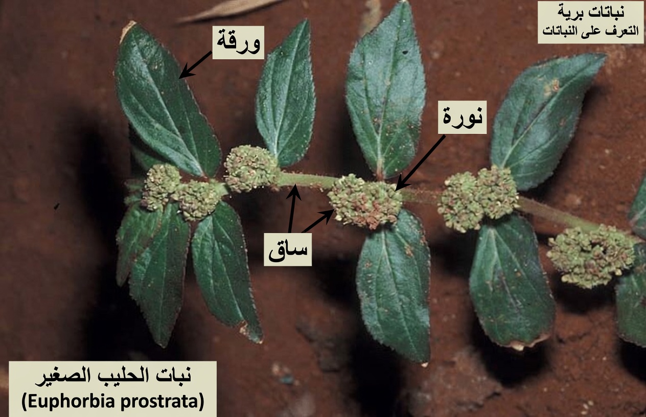 استكشاف الفربيون هيرتا لصحة العين: ما الذي تكشفه الاستخدامات التقليدية والنتائج المخبرية ونصائح السلامة الضرورية؟