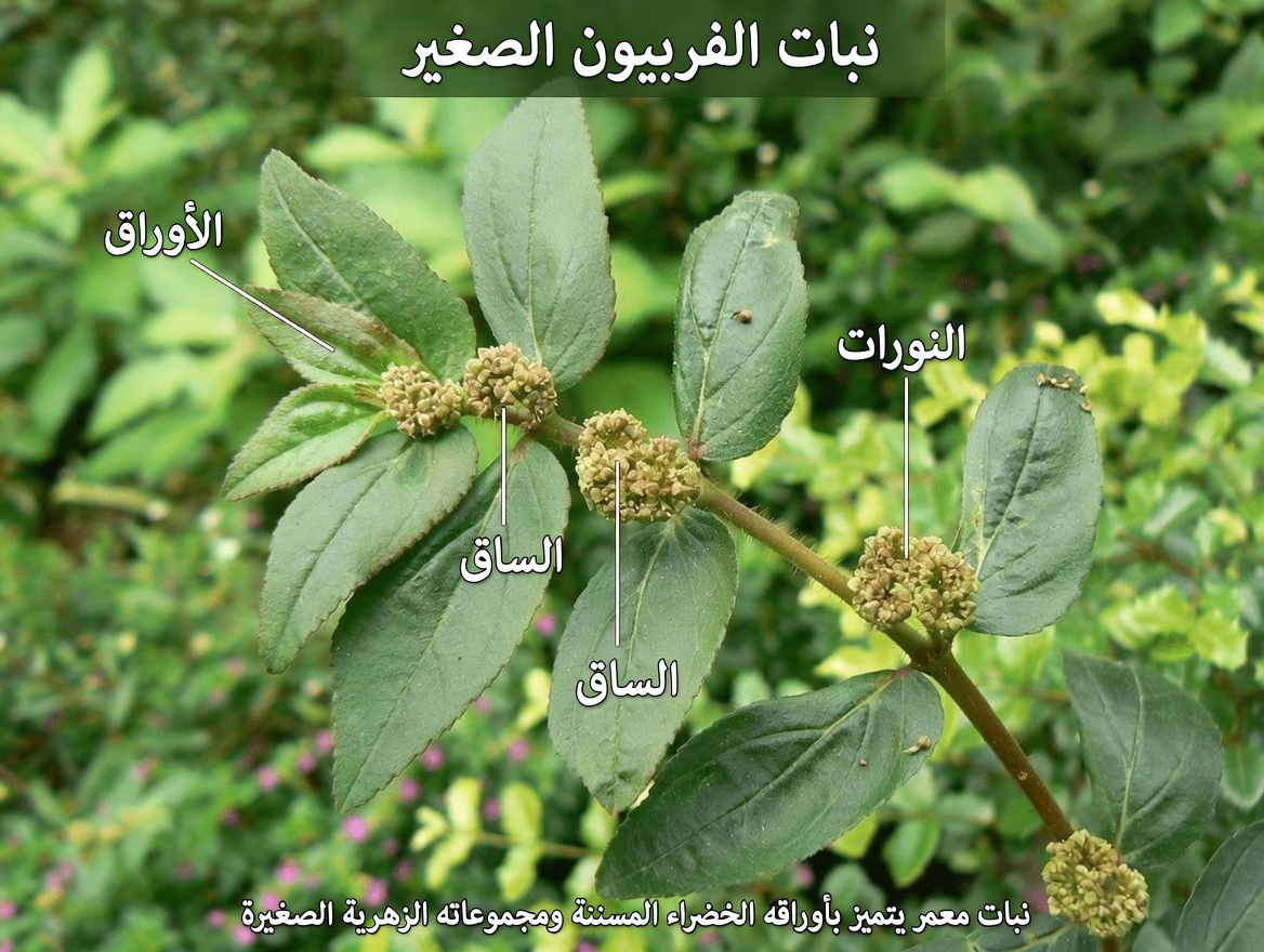 استكشاف الفربيون هيرتا لصحة العين: ما الذي تكشفه الاستخدامات التقليدية والنتائج المخبرية ونصائح السلامة الضرورية؟