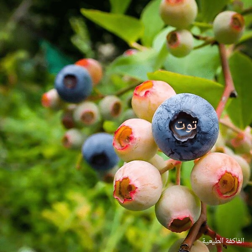 اكتشف 12 من الأطعمة الخارقة اليومية التي يمكن أن تساعد في دعم مستويات الكرياتينين الصحية ووظائف الكلى بشكل طبيعي