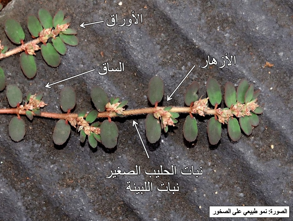 اكتشف كيف استُخدمت اليوفوربيا الزعترية في الممارسات التقليدية: دليل شامل لهذه العشبة المهملة