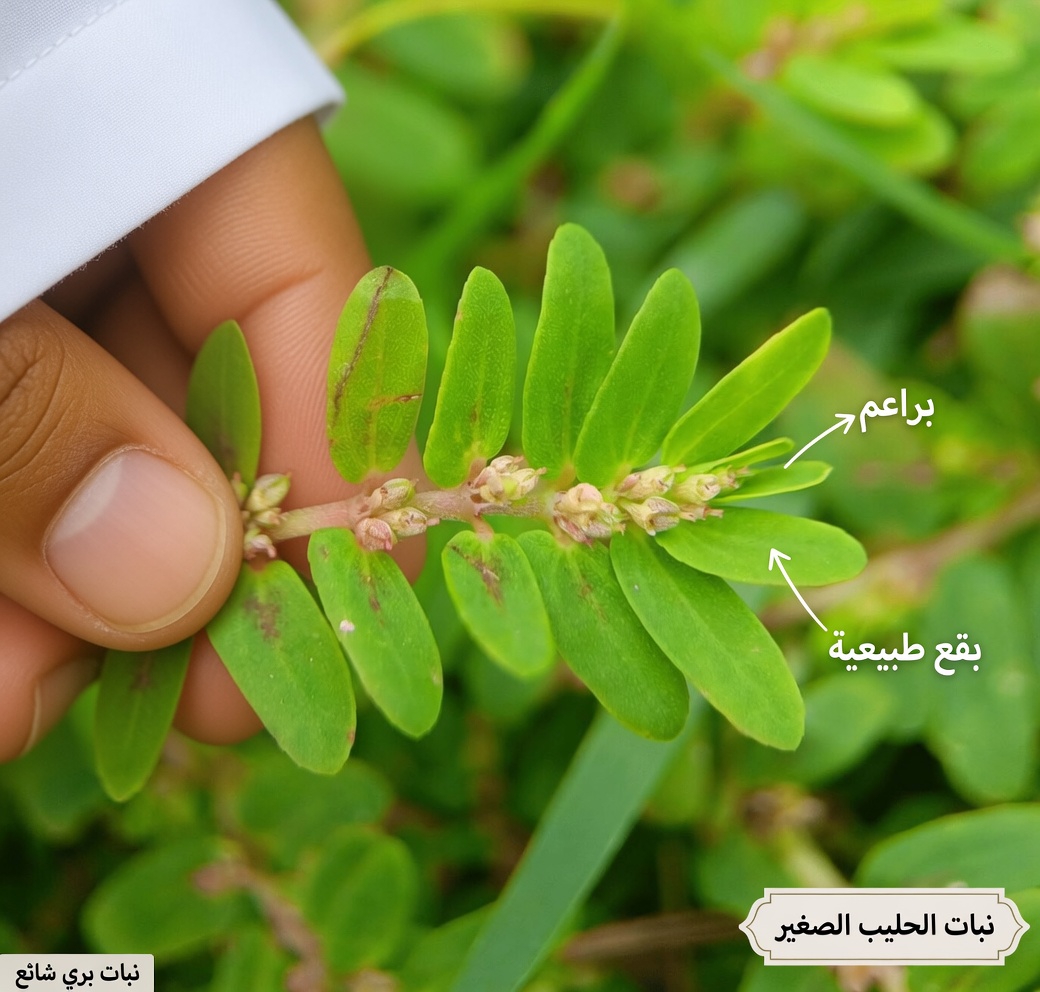 اكتشف كيف استُخدمت اليوفوربيا الزعترية في الممارسات التقليدية: دليل شامل لهذه العشبة المهملة