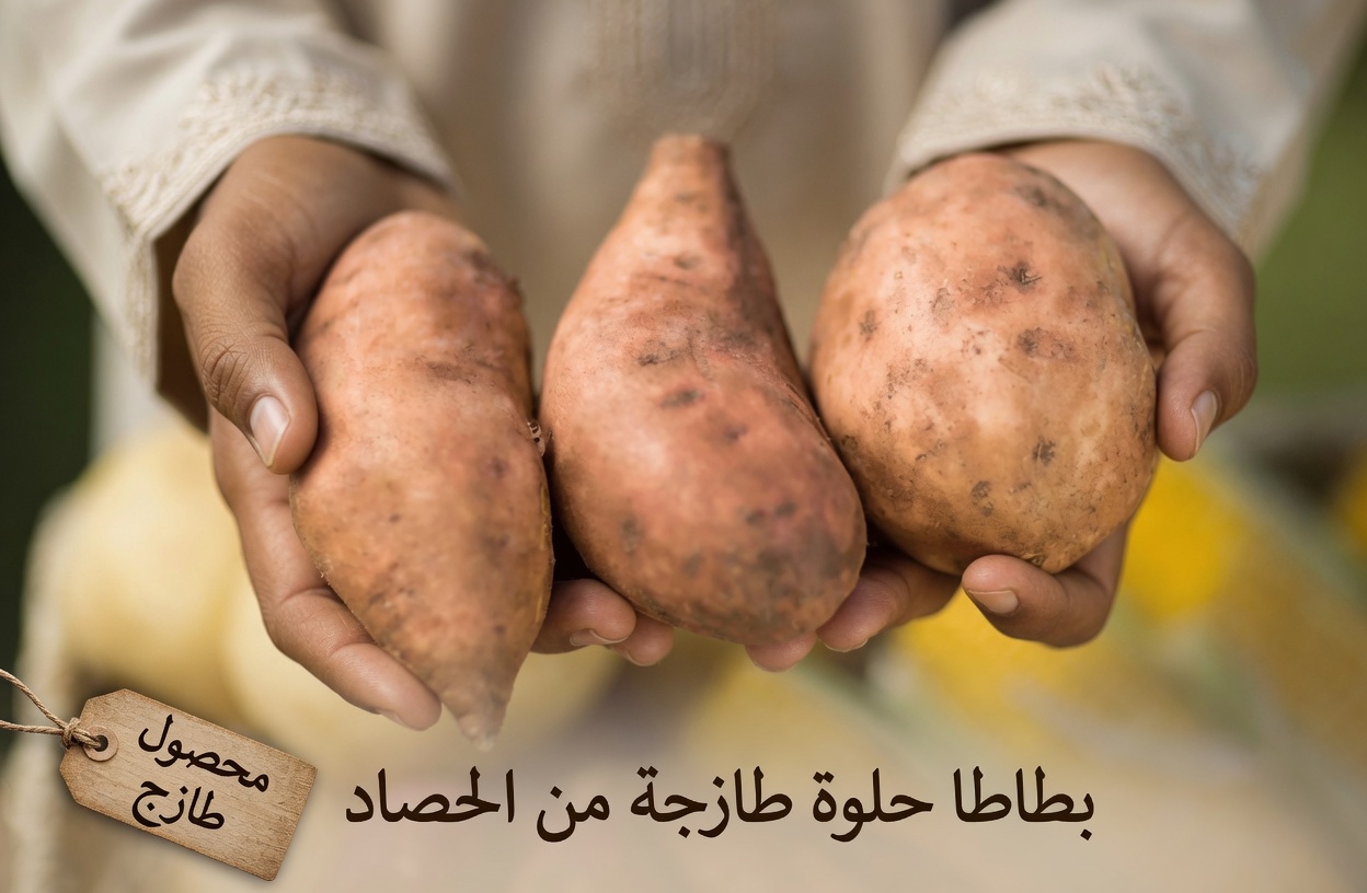 البطاطا الحلوة بعد سن الخمسين: ماذا يقول العلم عن دورها في دعم العافية لدى كبار السن