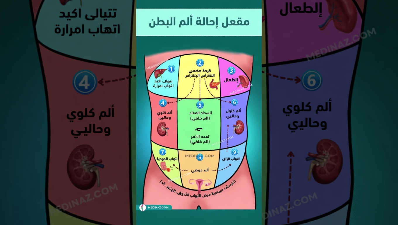 شرح مناطق انتشار ألم البطن: دليلك الكامل لفهم الألم في أجزاء مختلفة من البطن