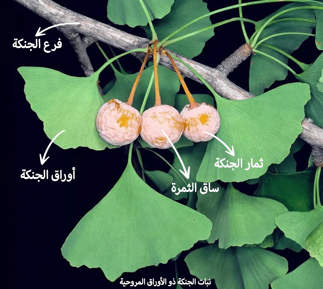 اكتشف أفضل الأعشاب الطبيعية لتعزيز تدفق الدم الصحي والمساعدة المحتملة في الوقاية من الجلطات في ساقيك