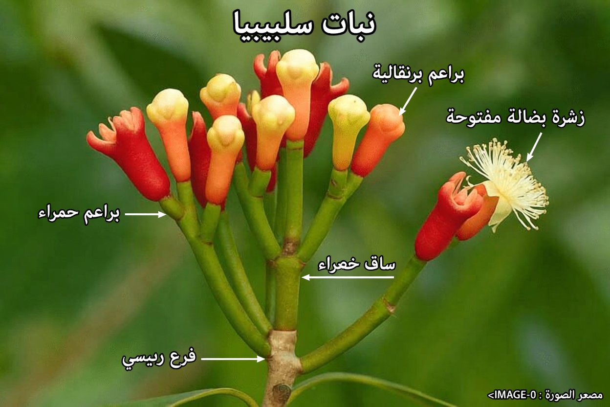 اكتشف الفوائد المحتملة لمضغ القرنفل يوميًا لدعم العادات الصحية والعافية