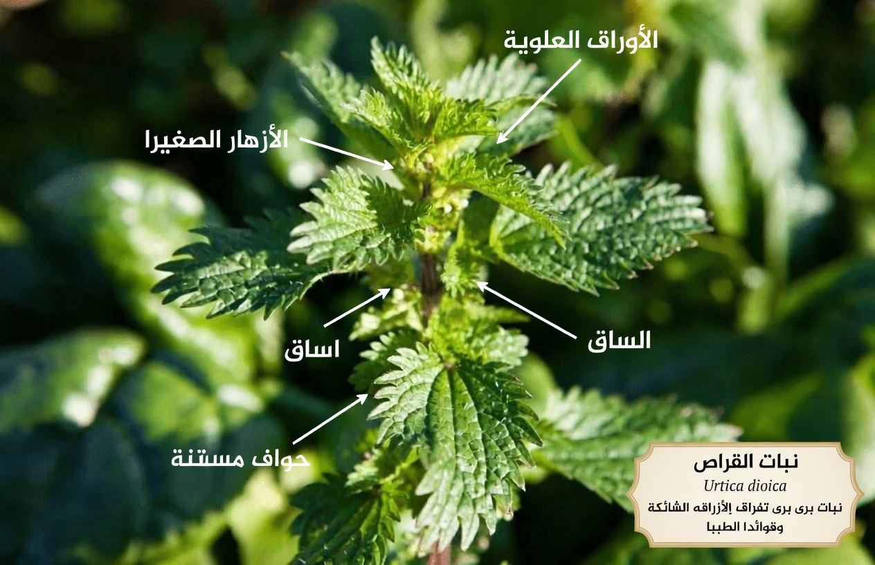 كيفية إدخال نبات القراص اللاذع إلى روتينك لدعم صحة البروستاتا مع وصفات ونصائح