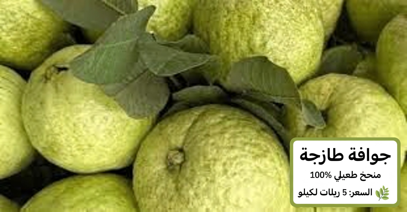 الجوافة: الفاكهة الاستوائية التي يمكن لكبار السن فوق 60 عامًا تناولها يوميًا لدعم وضوح الرؤية وراحة العين