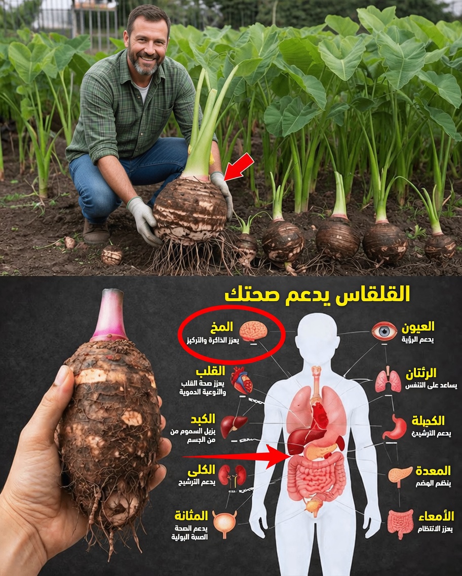 القلقاس: الغذاء الخارق الذي لا يحظى بالتقدير الكافي وقد يغيّر طاقتك وهضمك وصحتك العامة