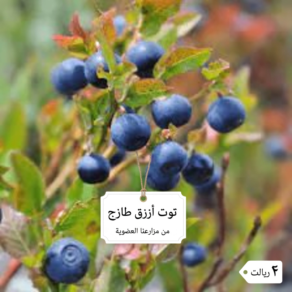 تجنب هذه الأخطاء الثمانية المتعلقة بالتوت الأزرق التي ينبغي لكبار السن فوق 60 عامًا معرفتها (الأطباء يشاركون نصائح بسيطة للاستمتاع به بأمان)