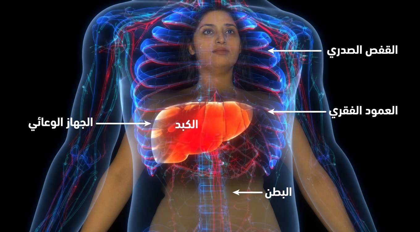 هذا هو الوقت الذي يستغرقه كبدك ليعود إلى طبيعته بعد شرب الكحول