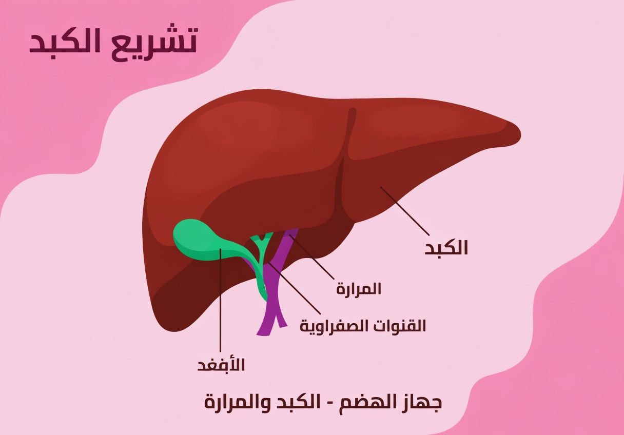 هذا هو الوقت الذي يستغرقه كبدك ليعود إلى طبيعته بعد شرب الكحول