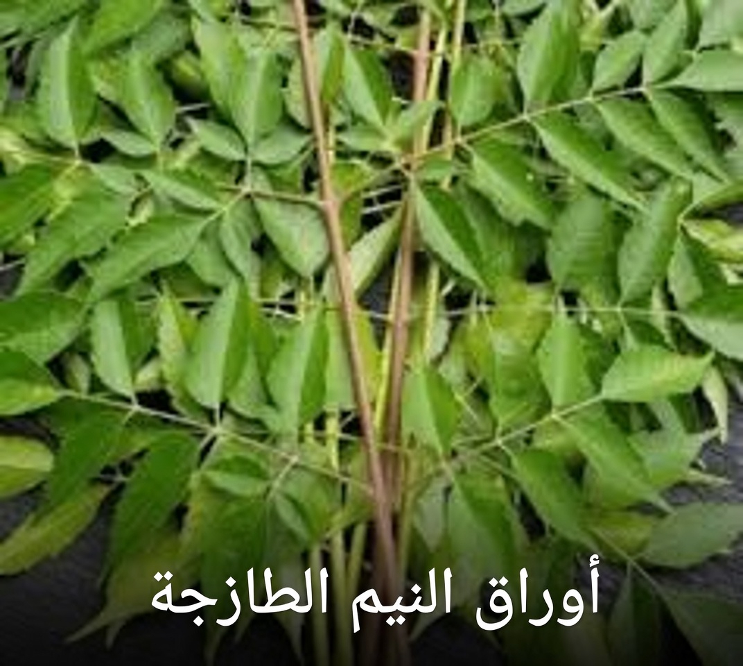 أوراق النيم لصحة أفضل: الفوائد، والاستخدامات العملية، والطرق الآمنة لدمجها بشكل طبيعي