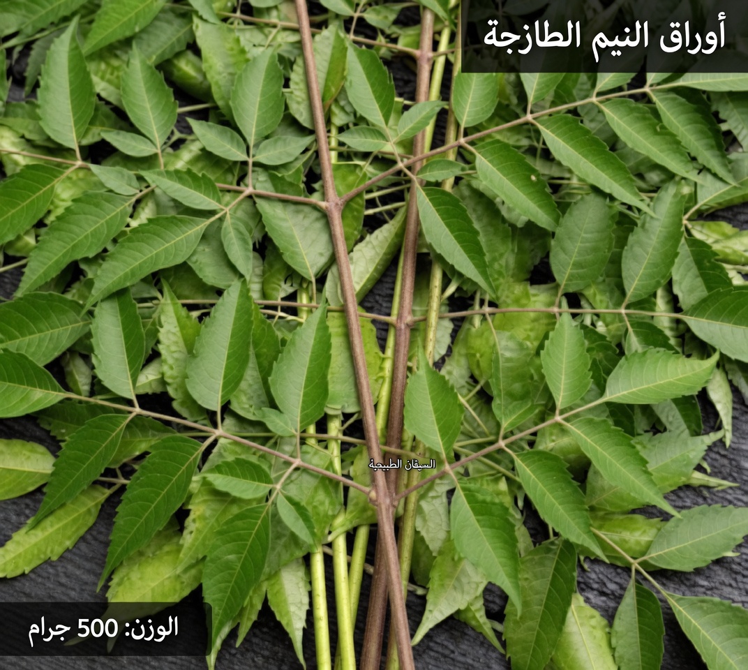 أوراق النيم لصحة أفضل: الفوائد، الاستخدامات العملية، والطرق الآمنة لإدخالها بشكل طبيعي