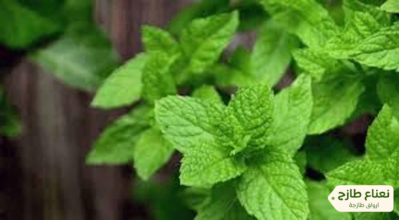 ثِقَل الساقين وضعف الدورة الدموية؟ اكتشف أعشابًا قد تدعم صحة أوعيتك الدموية