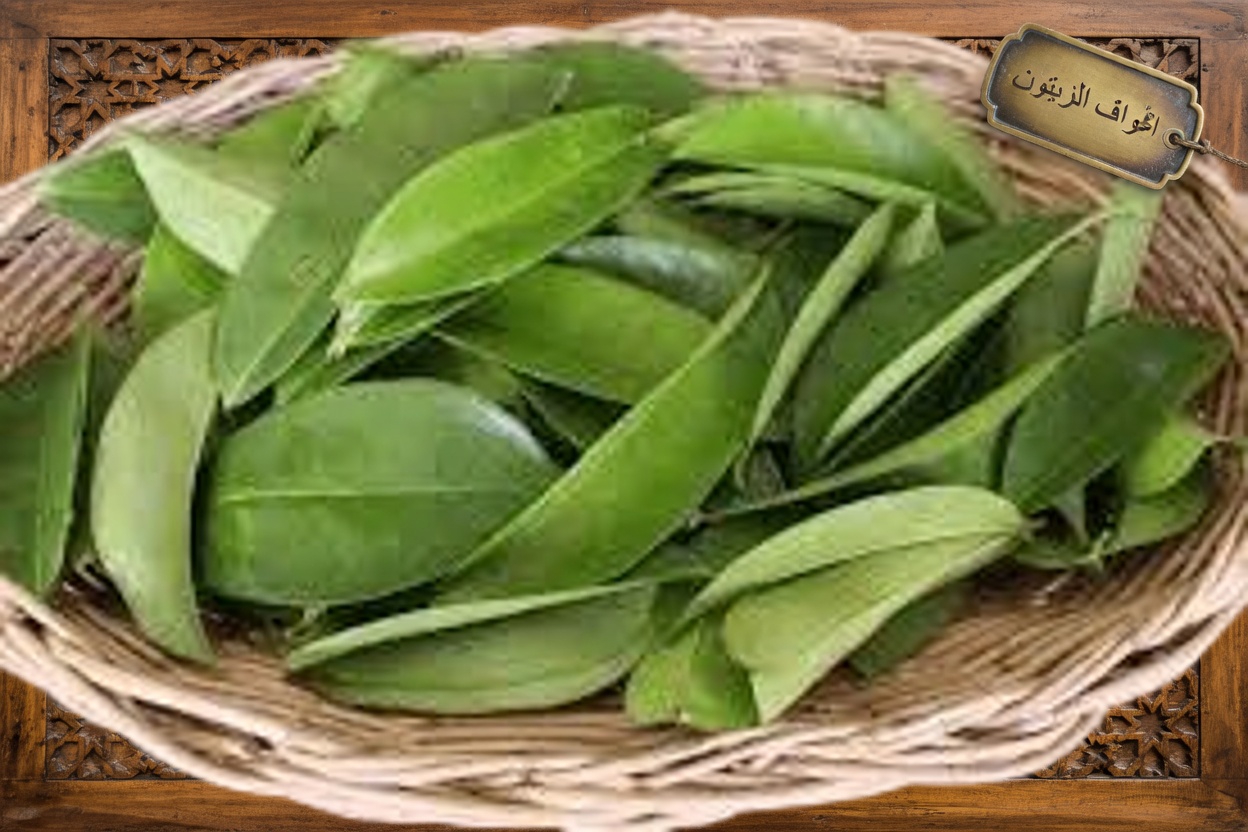 الورقة التي يتحدث عنها الجميع: استكشاف الأوراق المعجزة ودورها المحتمل في العافية