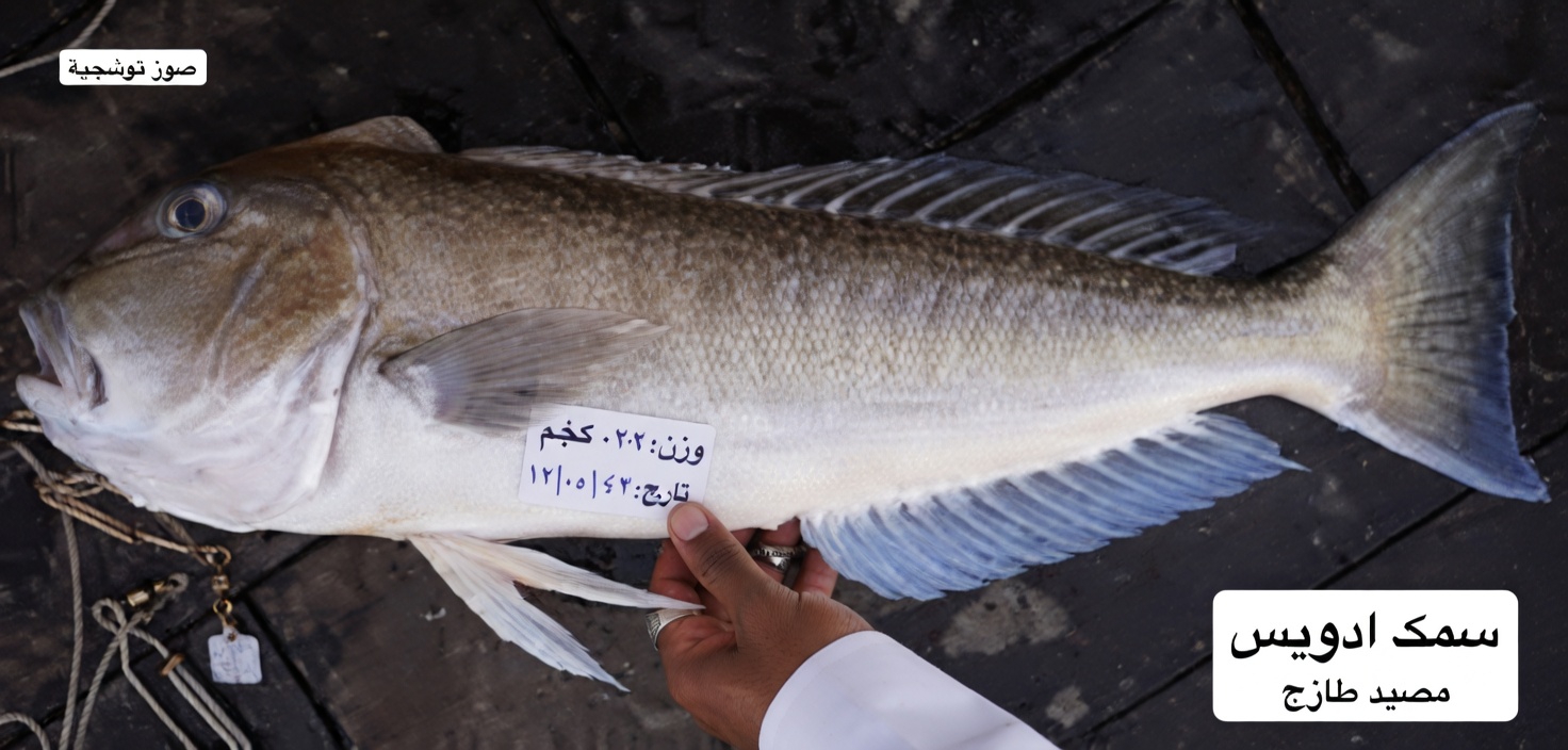 فوق الستين؟ 4 أسوأ أنواع الأسماك التي يجب ألا تلمسها أبدًا و4 يجب أن تأكلها حتمًا | صحة كبار السن