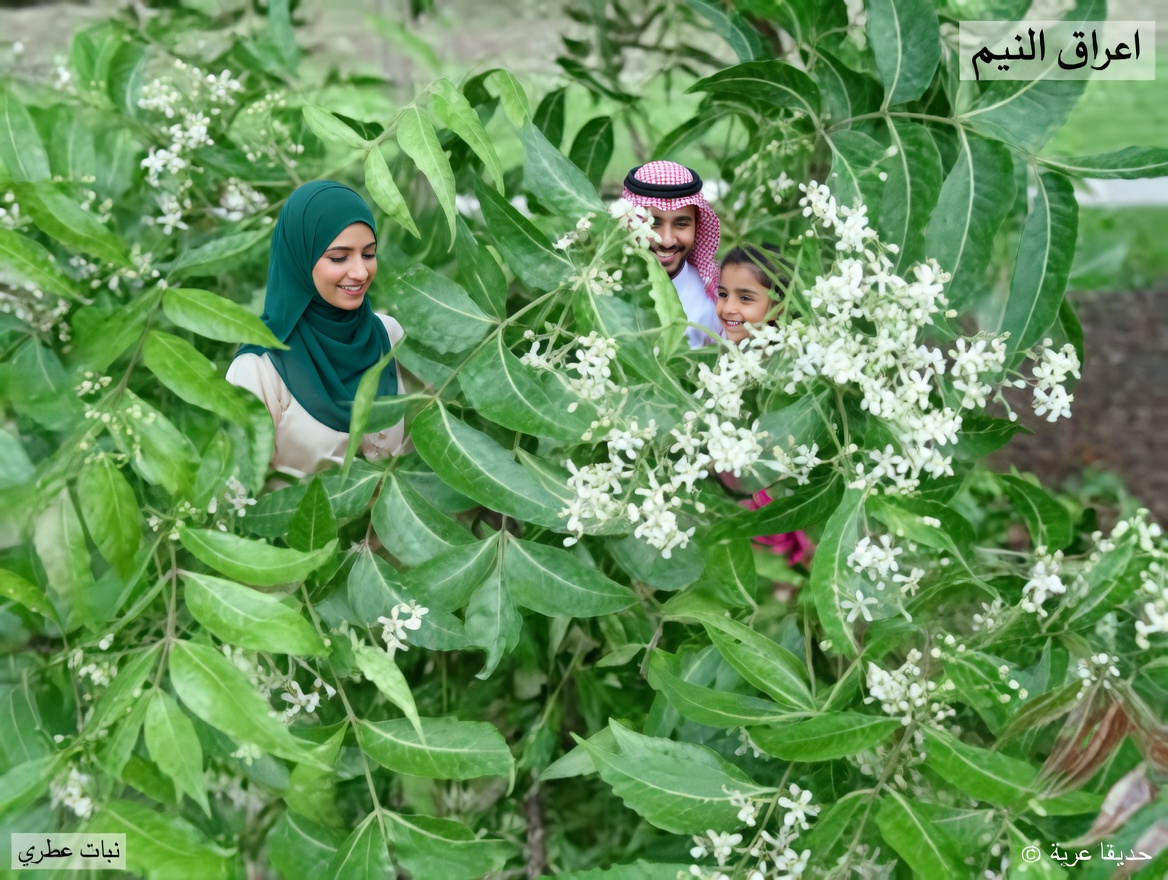 الورقة المُرّة الوحيدة التي تجعل علب الأدوية شيئًا من الماضي بهدوء لكبار السن فوق الستين