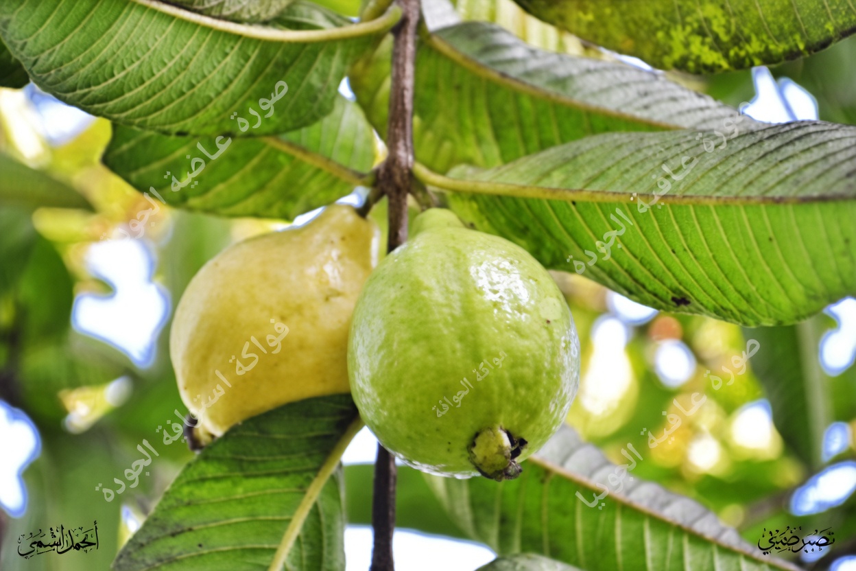 اكتشف فوائد الجوافة المحتملة لصحة العين: طرق طبيعية لدعم بصرك