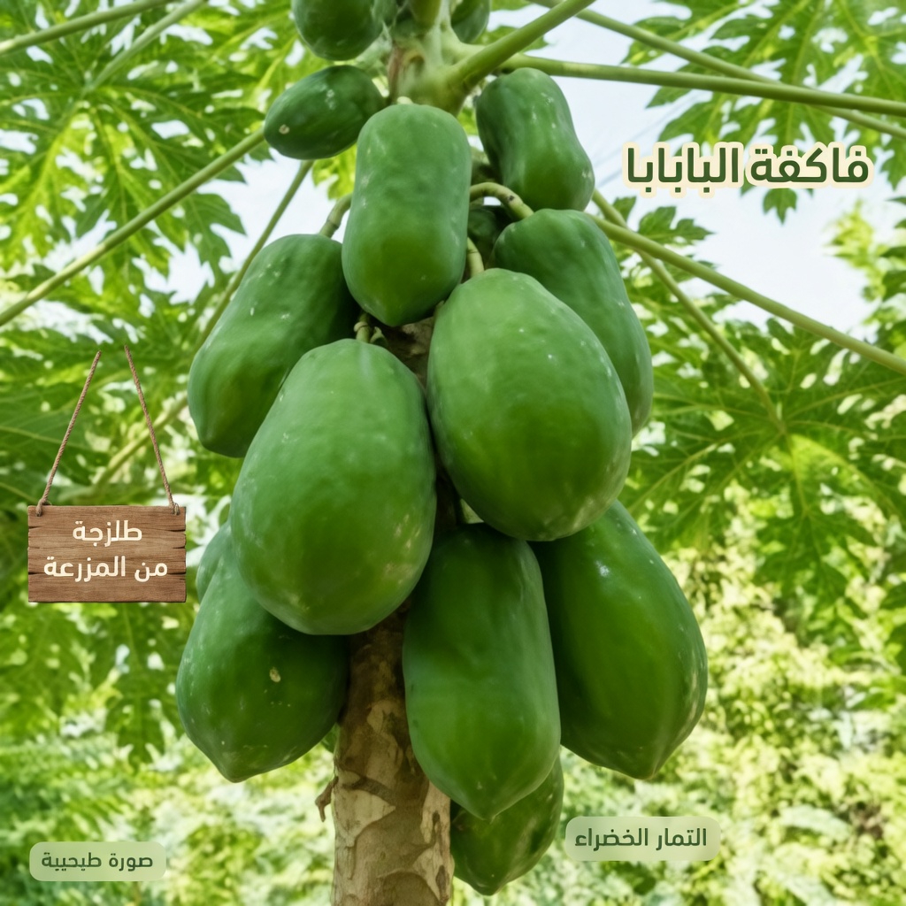 اكتشف 9 فوائد خفية للعصارة اللبنية للبابايا تفوتك من أجل صحة يومية أفضل