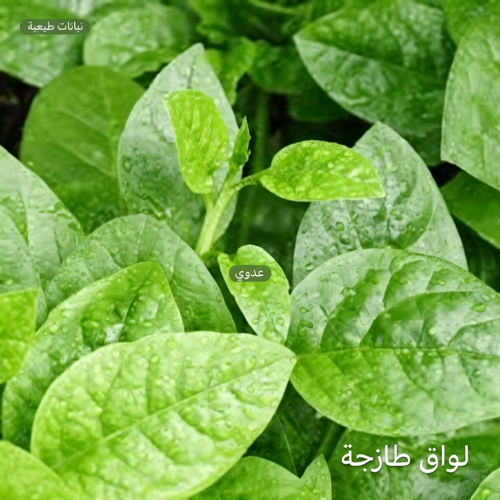 أفضل 5 خضروات يجب على كل مسن تناولها لخفض ضغط الدم طبيعيًا